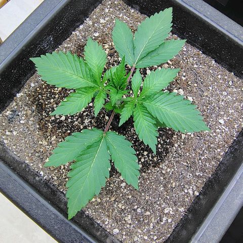 Bruce Banner  #7 growlog timeline photo