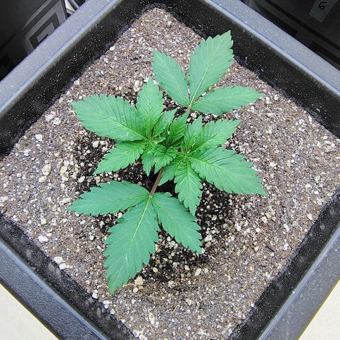 Bruce Banner  #8 growlog timeline photo