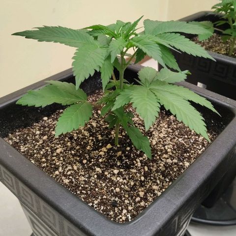 Bruce Banner  #1 growlog timeline photo
