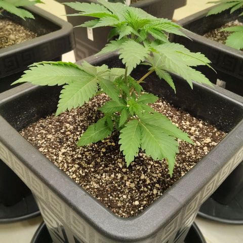 Bruce Banner  #2 growlog timeline photo