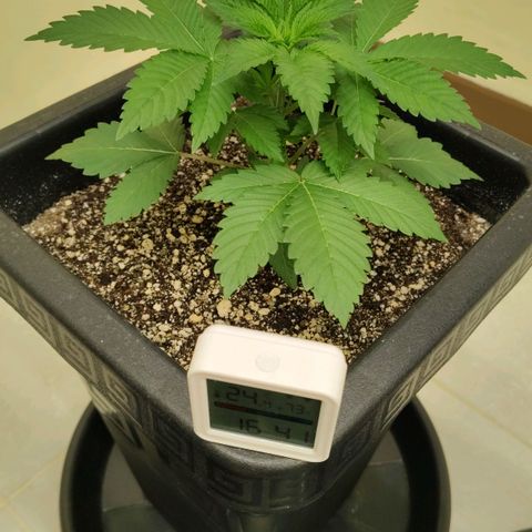 Bruce Banner  #3 growlog timeline photo