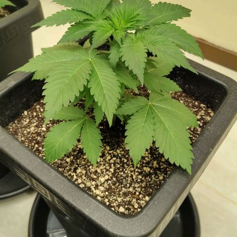 Bruce Banner  #4 growlog timeline photo
