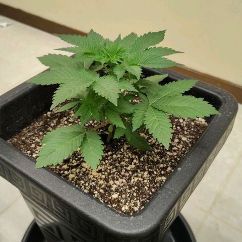 Bruce Banner  #5 growlog timeline photo