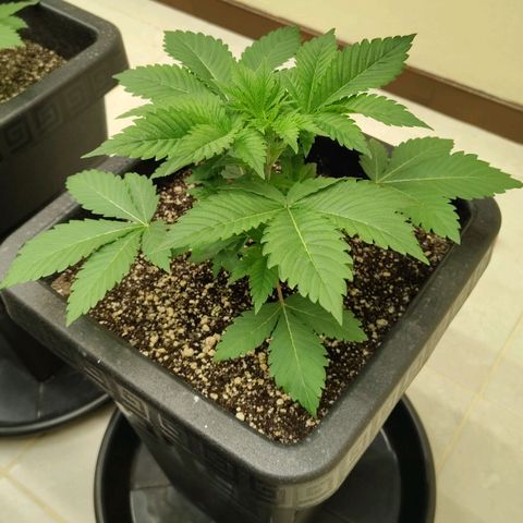Bruce Banner  #6 growlog timeline photo