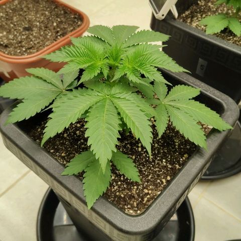 Bruce Banner  #7 growlog timeline photo