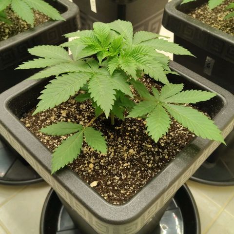 Bruce Banner  #8 growlog timeline photo