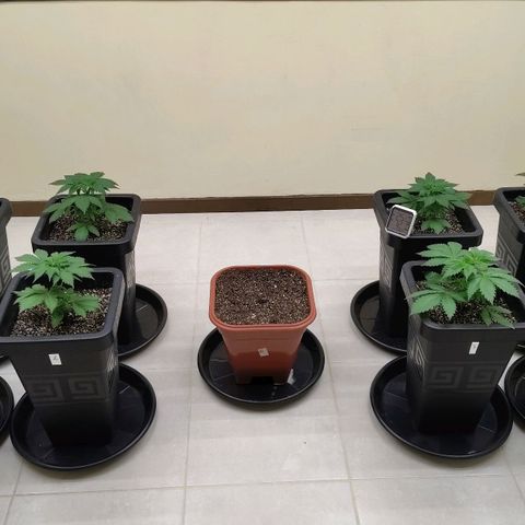 Bruce Banner  #5 growlog timeline photo