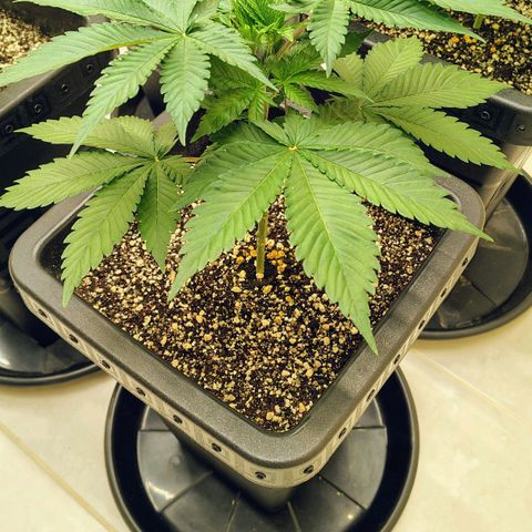Bruce Banner  #1 growlog timeline photo