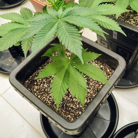 Bruce Banner  #2 growlog timeline photo