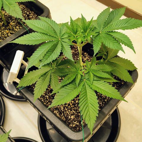 Bruce Banner  #3 growlog timeline photo