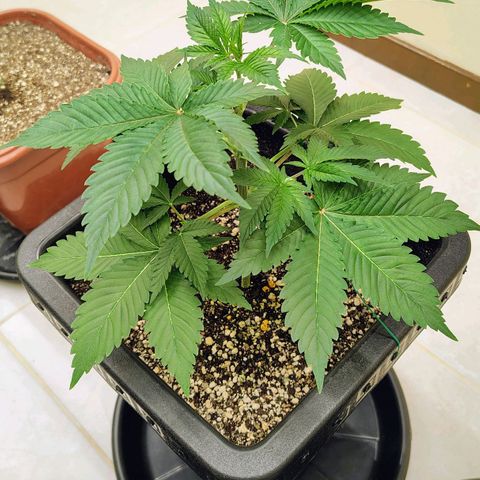 Bruce Banner  #4 growlog timeline photo