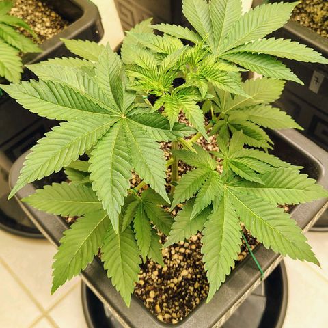 Bruce Banner  #5 growlog timeline photo