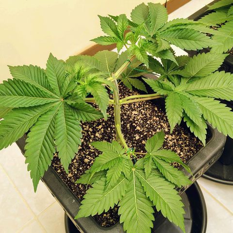 Bruce Banner  #6 growlog timeline photo