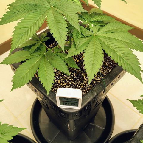 Bruce Banner  #8 growlog timeline photo
