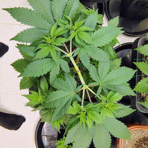 Bruce Banner  #1 growlog timeline photo