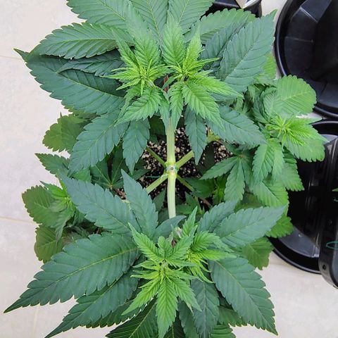 Bruce Banner  #2 growlog timeline photo