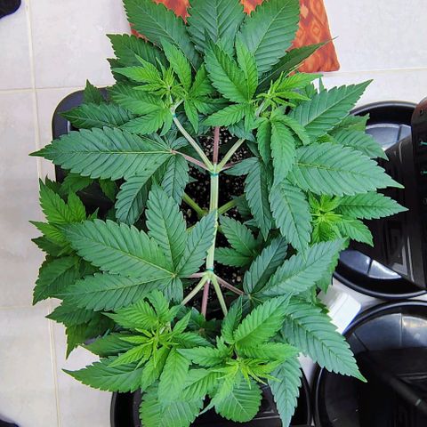 Bruce Banner  #3 growlog timeline photo