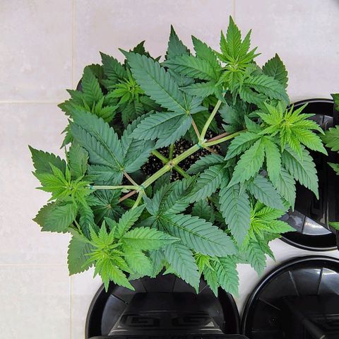 Bruce Banner  #4 growlog timeline photo