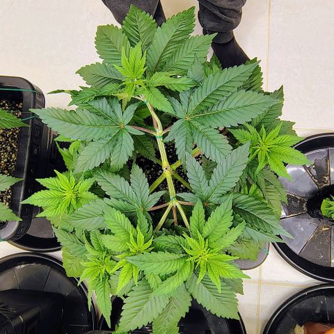 Bruce Banner  #5 growlog timeline photo