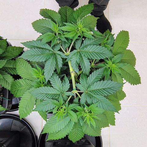 Bruce Banner  #6 growlog timeline photo