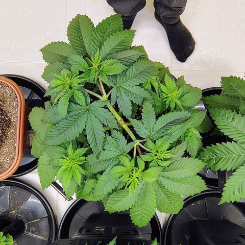 Bruce Banner  #7 growlog timeline photo