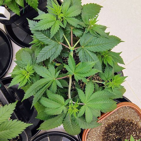 Bruce Banner  #8 growlog timeline photo