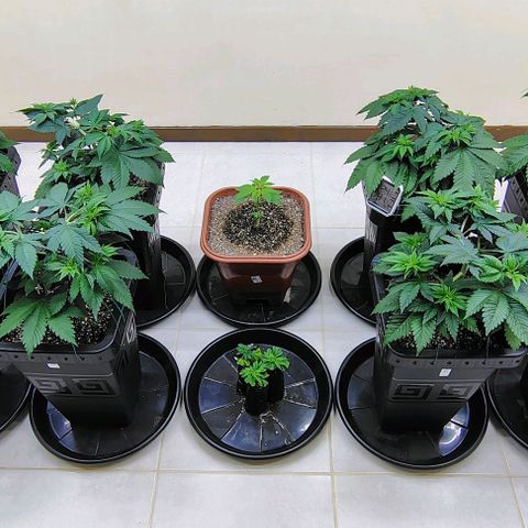 Bruce Banner  #5 growlog timeline photo