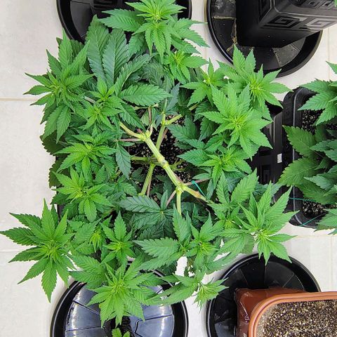 Bruce Banner  #1 growlog timeline photo
