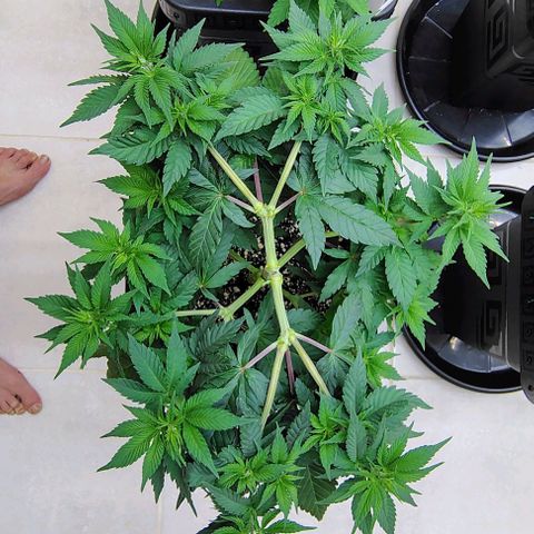 Bruce Banner  #2 growlog timeline photo