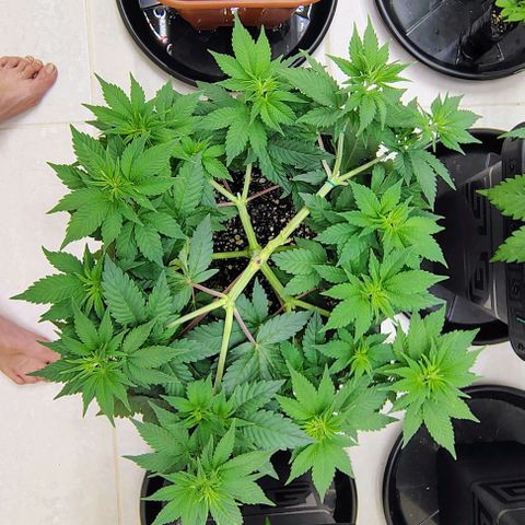 Bruce Banner  #4 growlog timeline photo