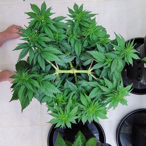 Bruce Banner  #6 growlog timeline photo