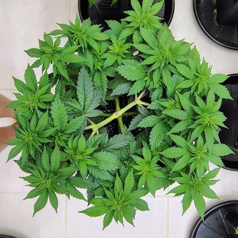 Bruce Banner  #7 growlog timeline photo
