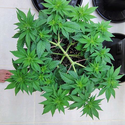 Bruce Banner  #8 growlog timeline photo