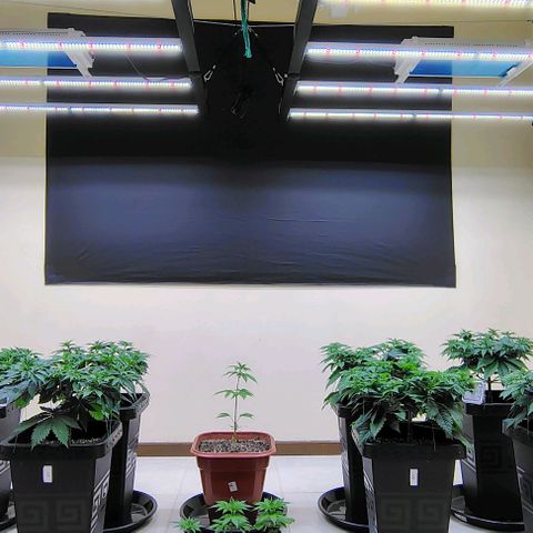 Bruce Banner  #5 growlog timeline photo