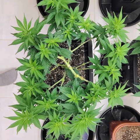 Bruce Banner  #1 growlog timeline photo
