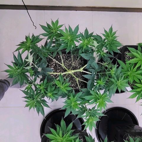 Bruce Banner  #2 growlog timeline photo