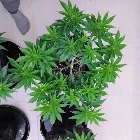Bruce Banner  #3 growlog timeline photo