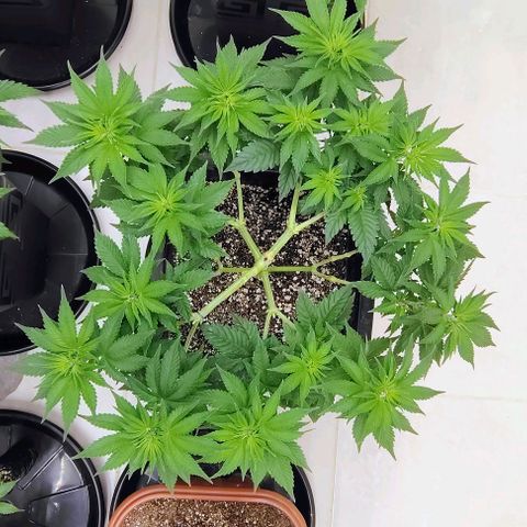 Bruce Banner  #4 growlog timeline photo