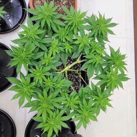 Bruce Banner  #5 growlog timeline photo