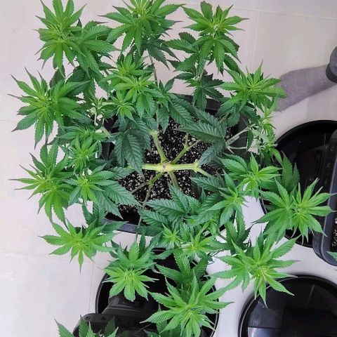 Bruce Banner  #6 growlog timeline photo