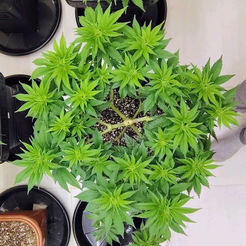 Bruce Banner  #7 growlog timeline photo