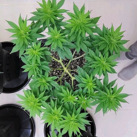 Bruce Banner  #8 growlog timeline photo