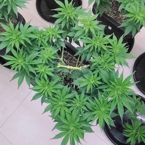 Bruce Banner  #1 growlog timeline photo