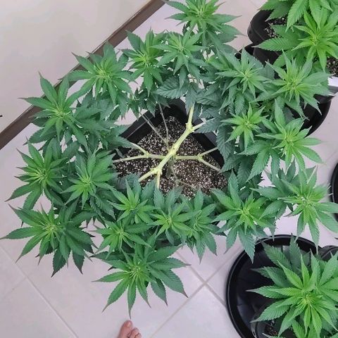 Bruce Banner  #2 growlog timeline photo