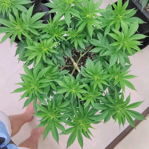 Bruce Banner  #3 growlog timeline photo