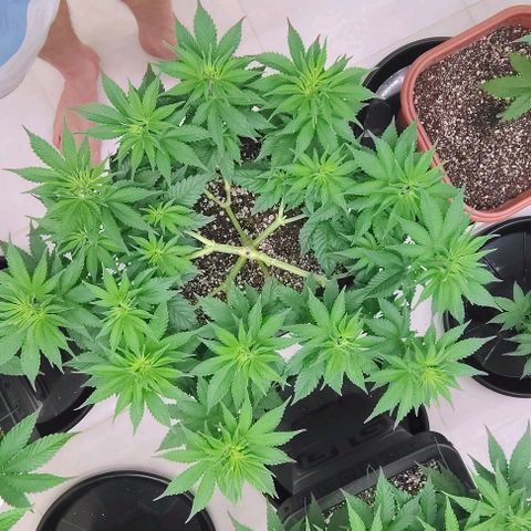Bruce Banner  #4 growlog timeline photo