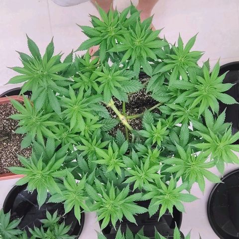 Bruce Banner  #8 growlog timeline photo
