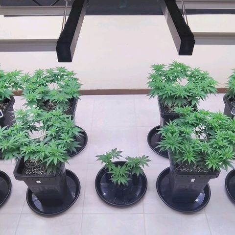 Bruce Banner  #5 growlog timeline photo