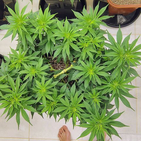 Bruce Banner  #1 growlog timeline photo