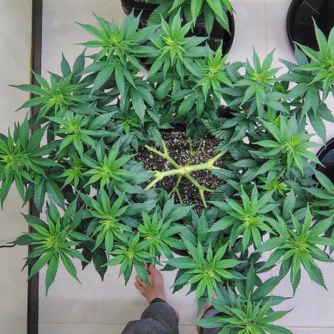 Bruce Banner  #2 growlog timeline photo